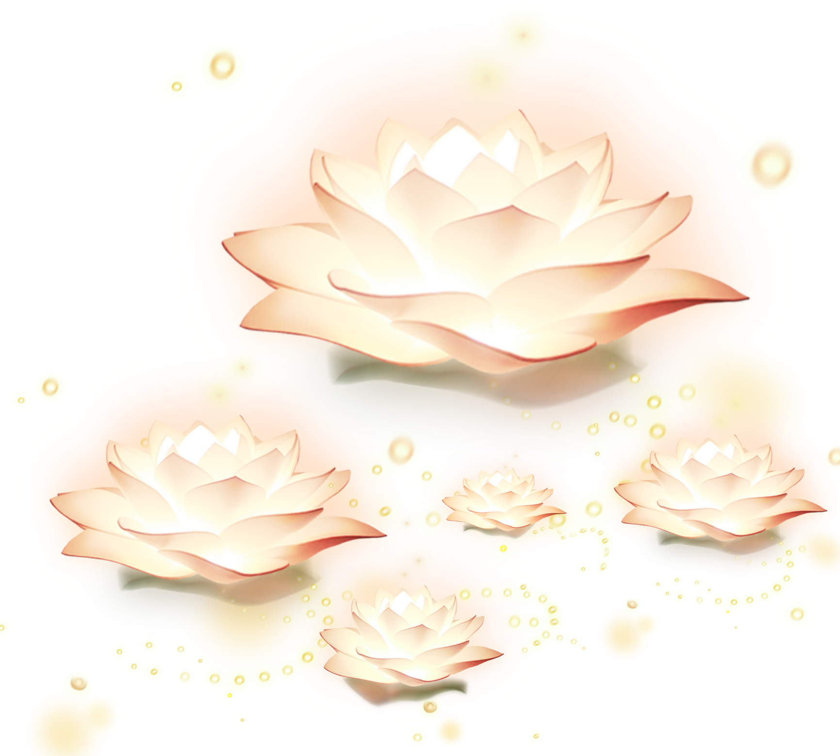 Shining Lotus Flowers